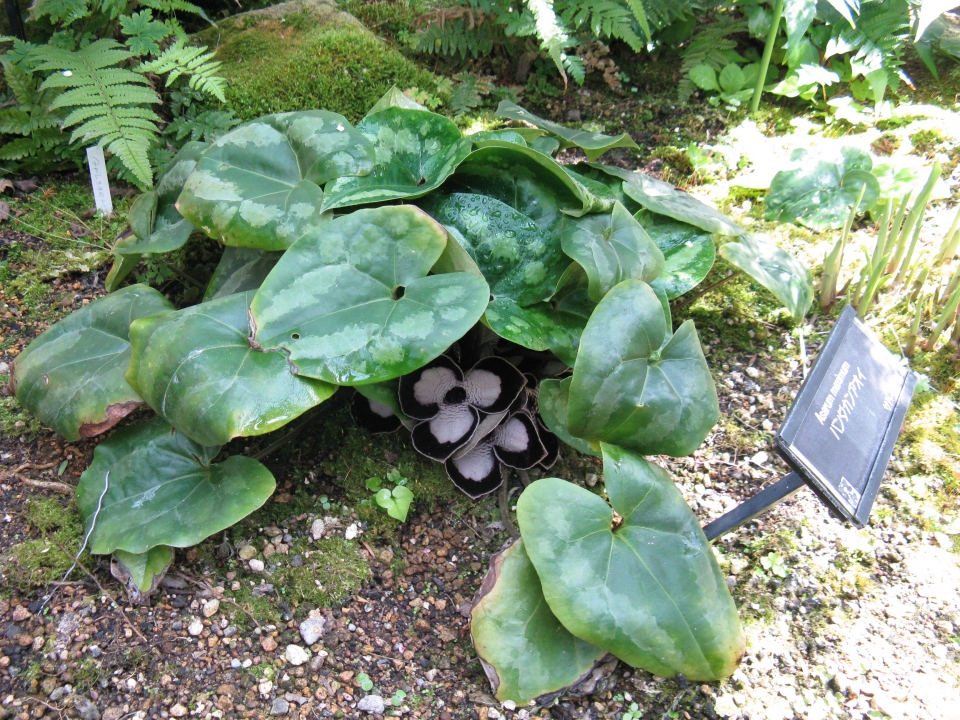 Asarum maximum