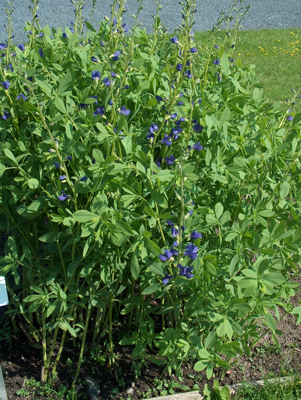 Baptisia australis