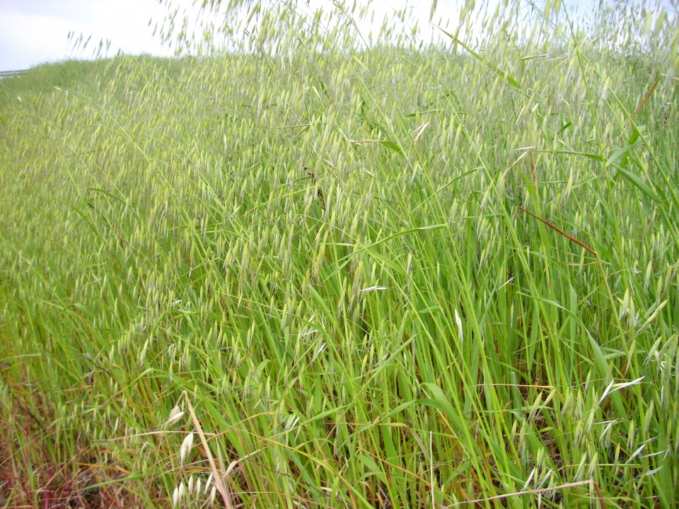 Avena sterilis