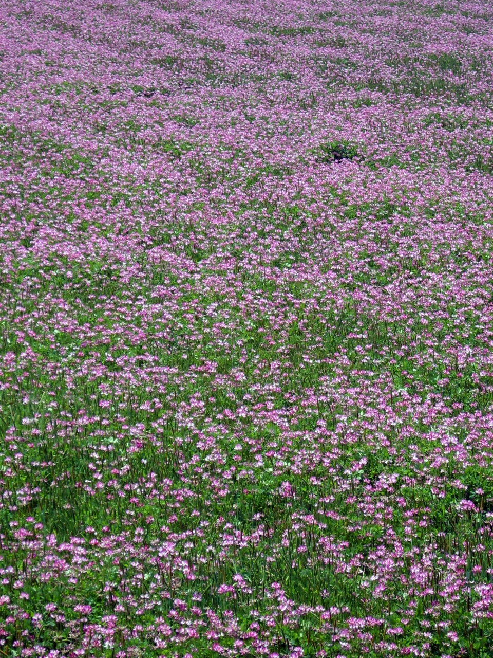 Astragalus sinicus