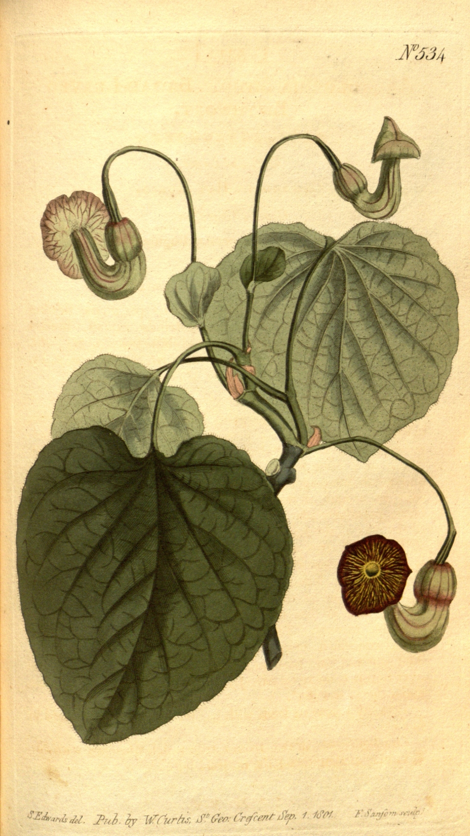 Aristolochia macrophylla