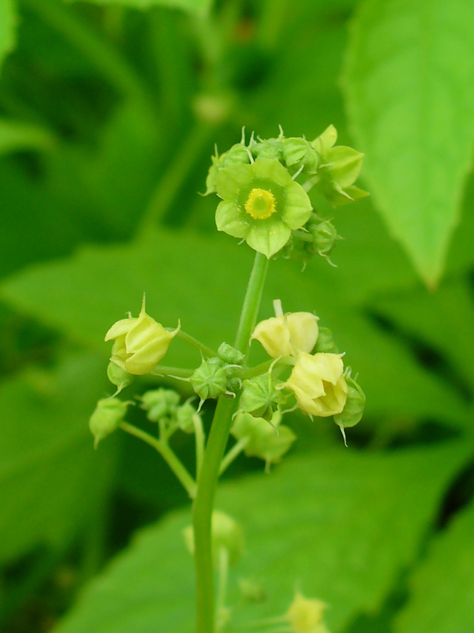 Cyclanthera pedata