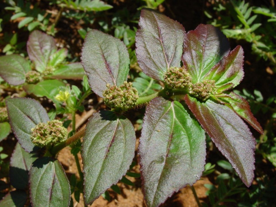 Euphorbia hirta