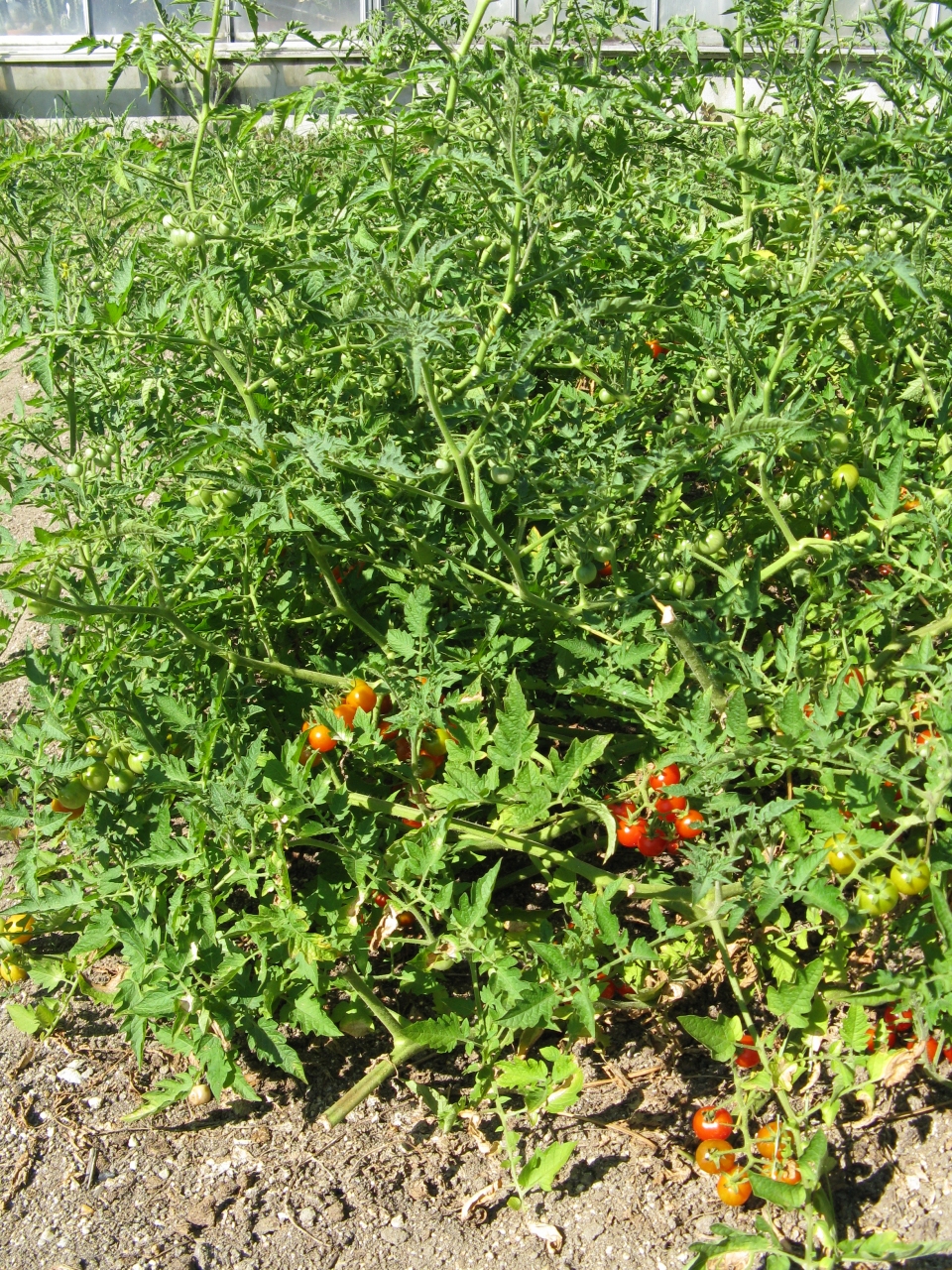 Solanum pimpinellifolium