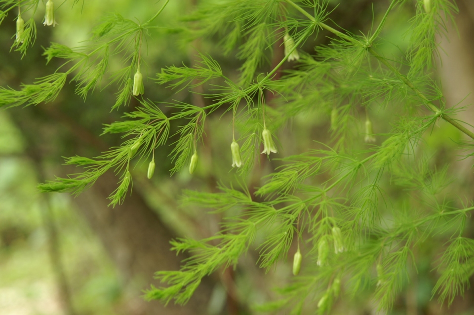 Asparagus tenuifolius