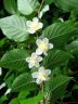 Actinidia polygama