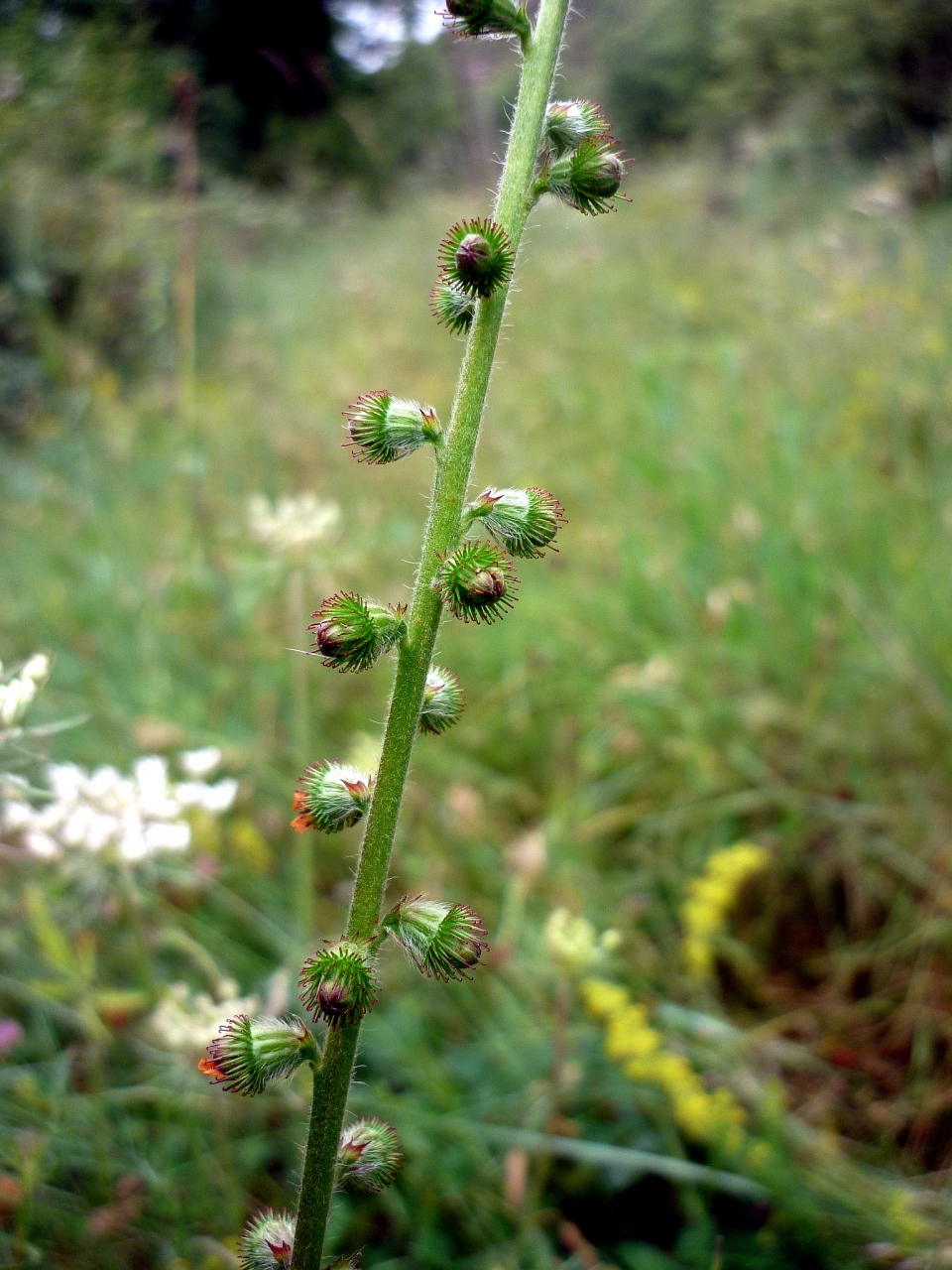 Agrimonia eupatoria