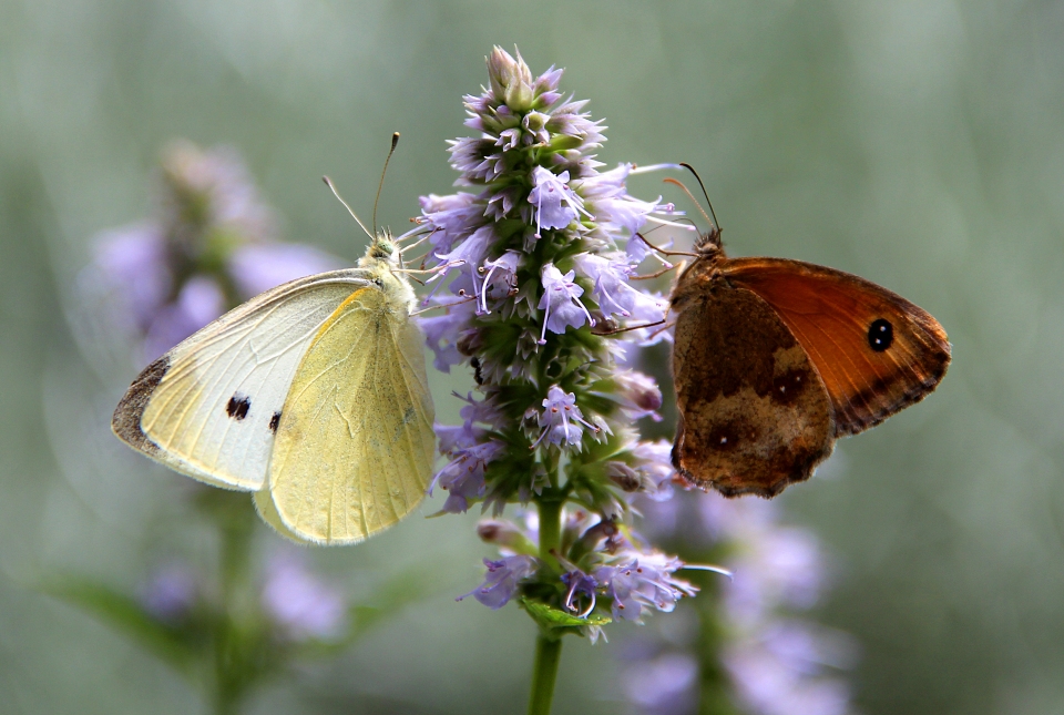 Agastache foeniculum