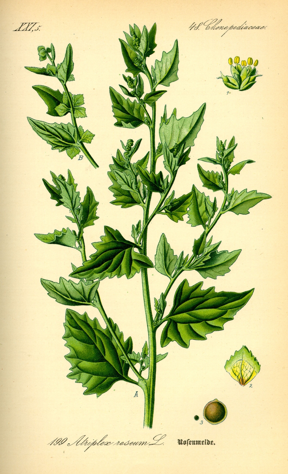 Atriplex rosea