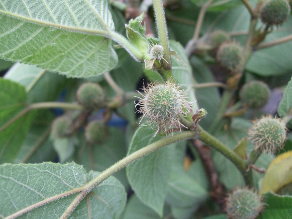 Broussonetia papyrifera