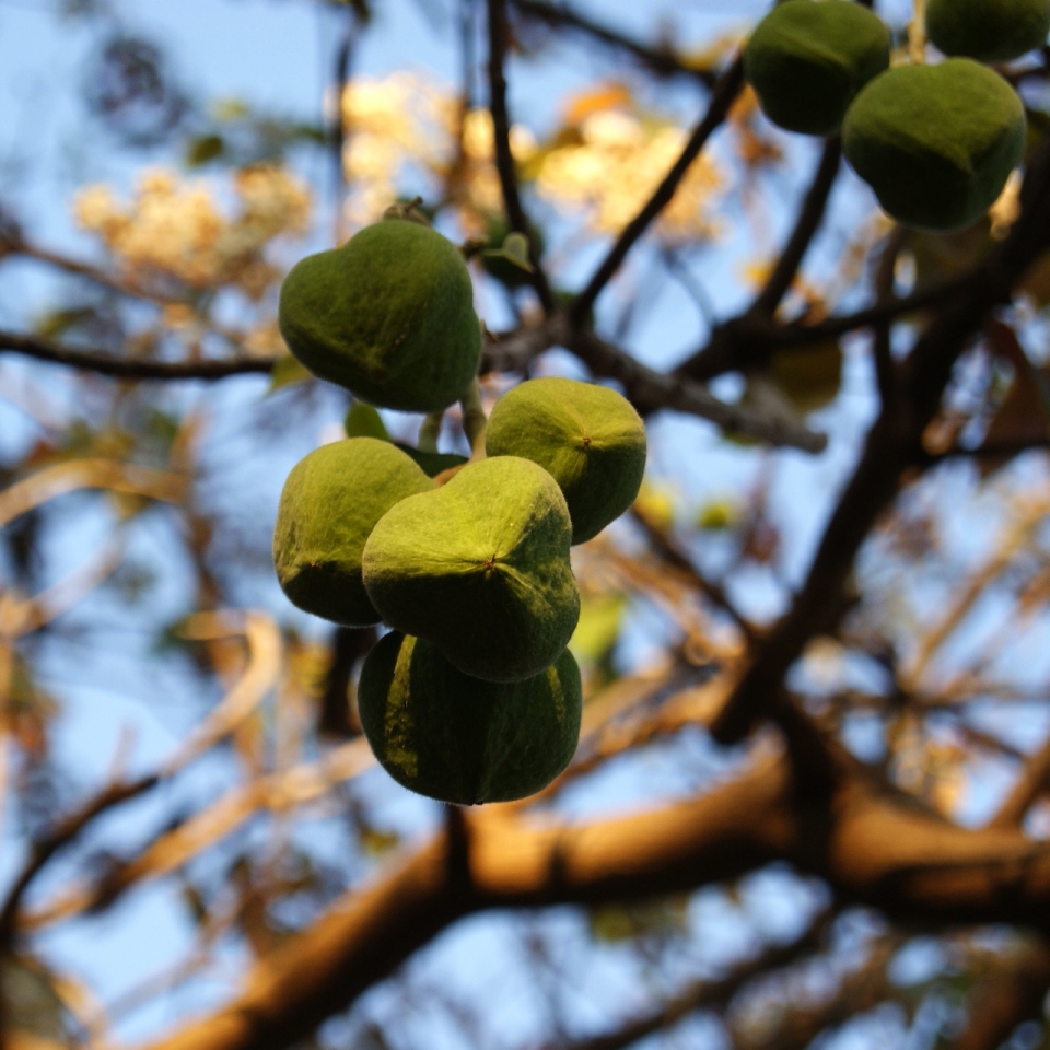 Vernicia fordii