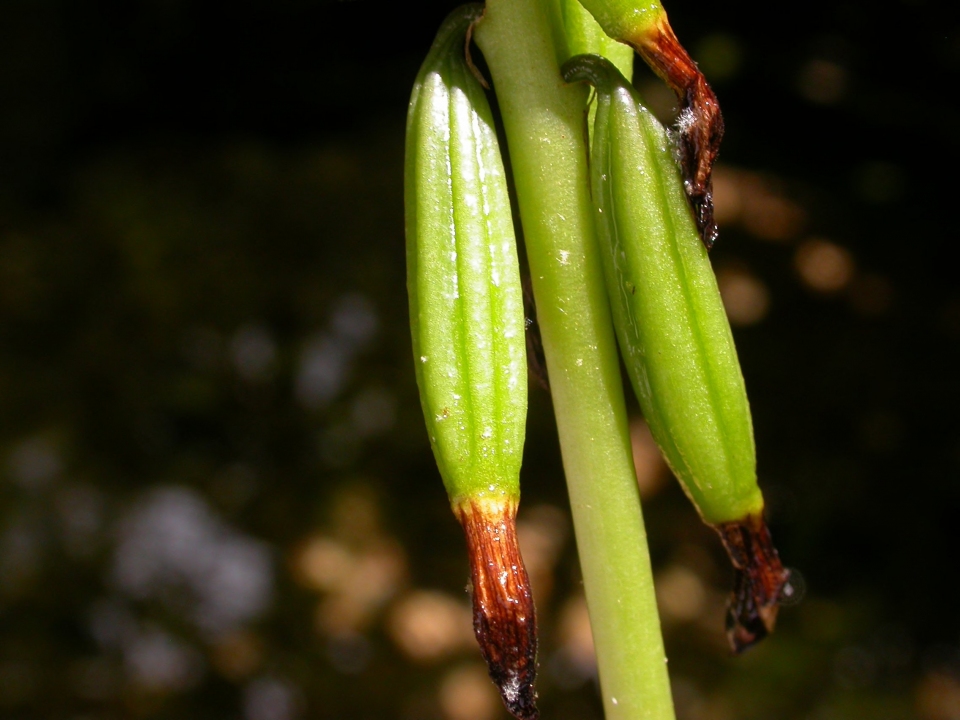 Aplectrum hyemale