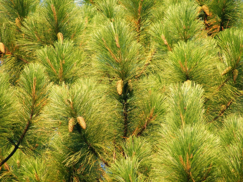 Pinus elliottii