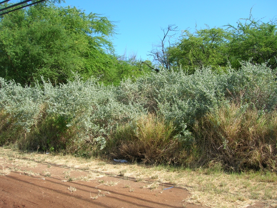 Atriplex lentiformis