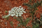 Ammi majus