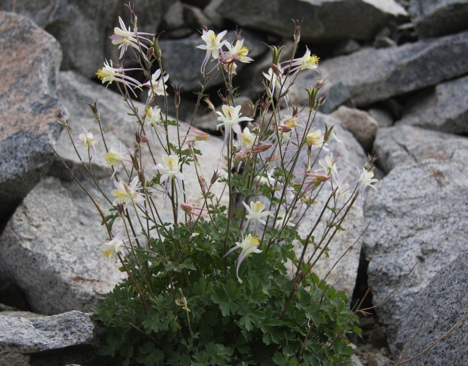 Aquilegia pubescens