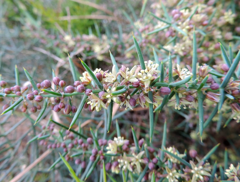 Asparagus horridus