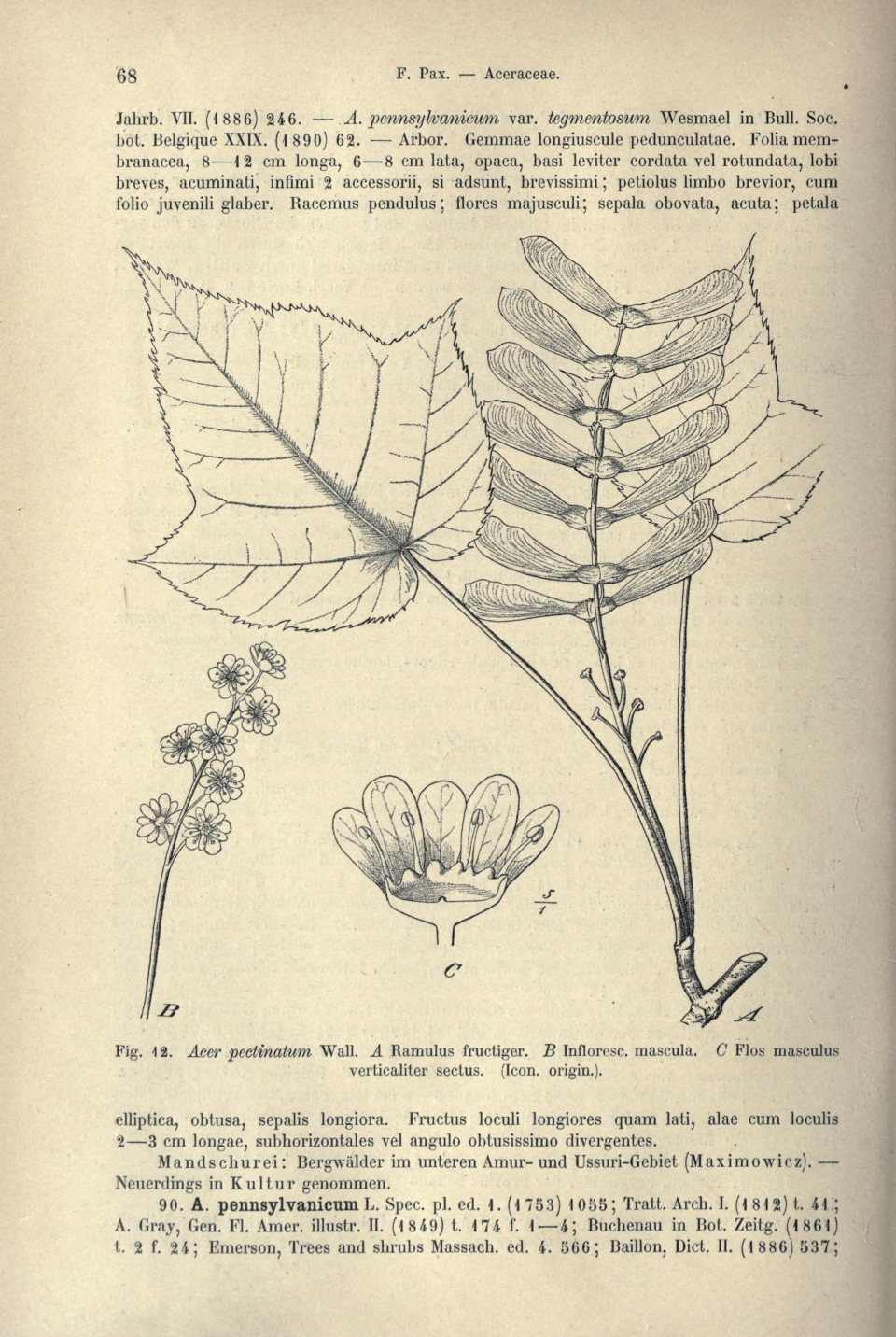 Acer pectinatum