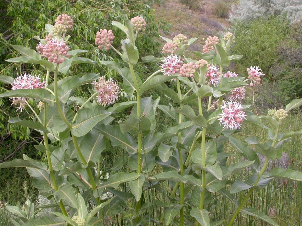 Asclepias speciosa