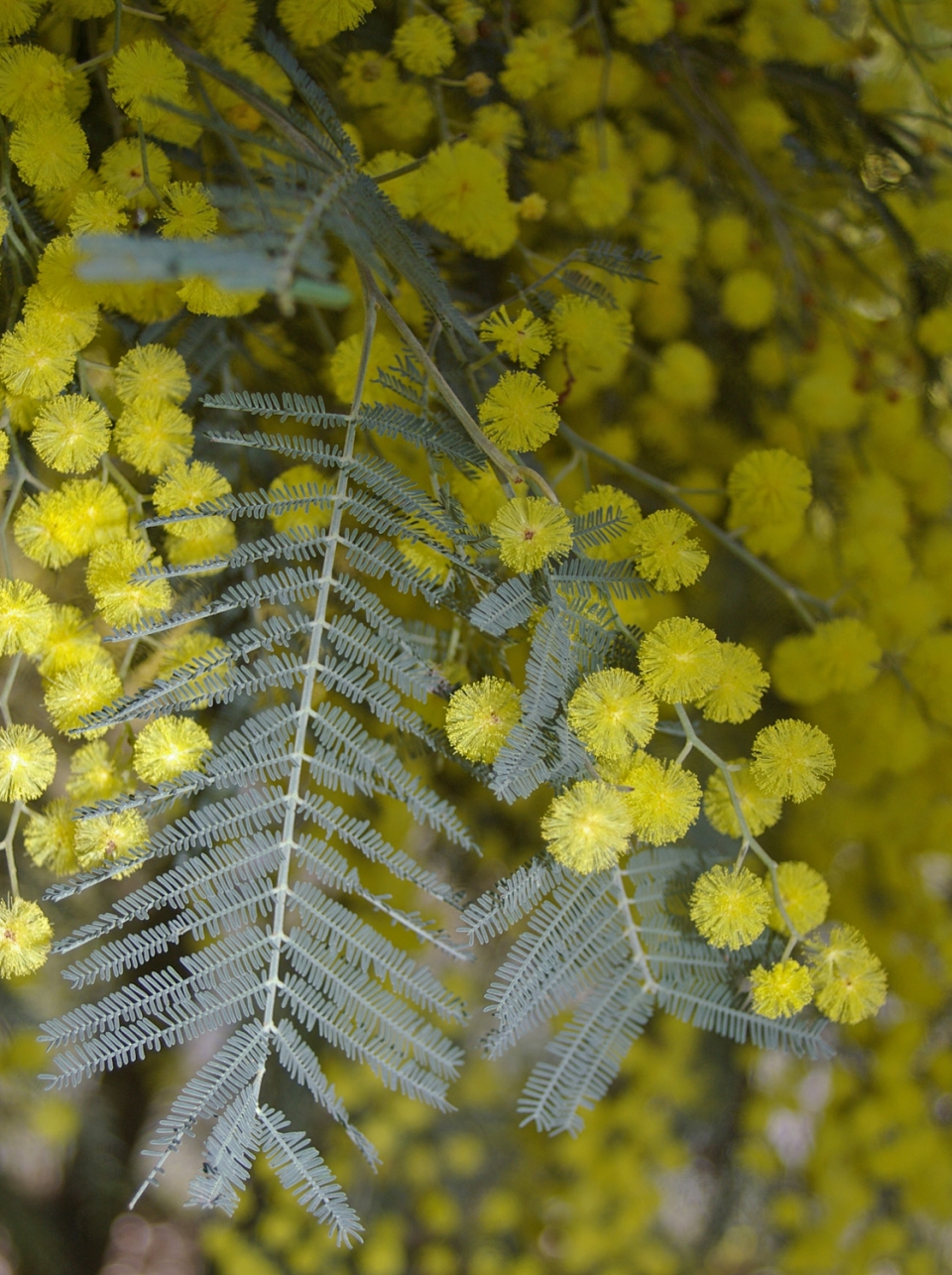 Acacia dealbata