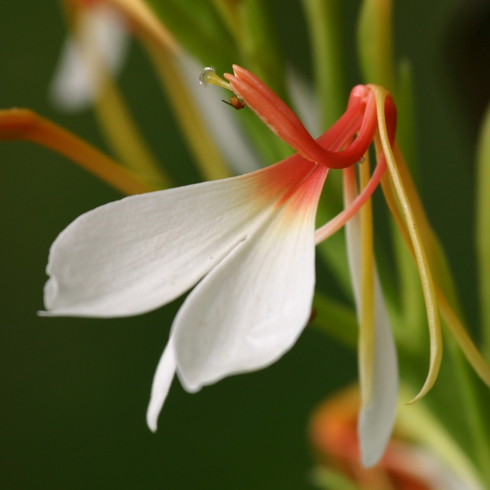 Hedychium spicatum