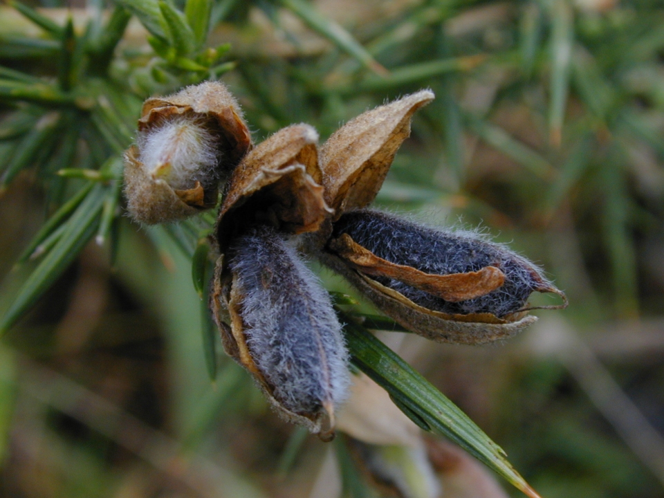 Ulex europaeus