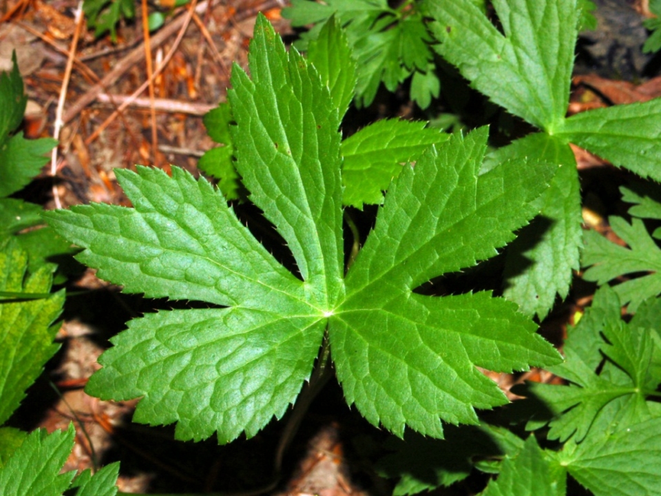 Astrantia major