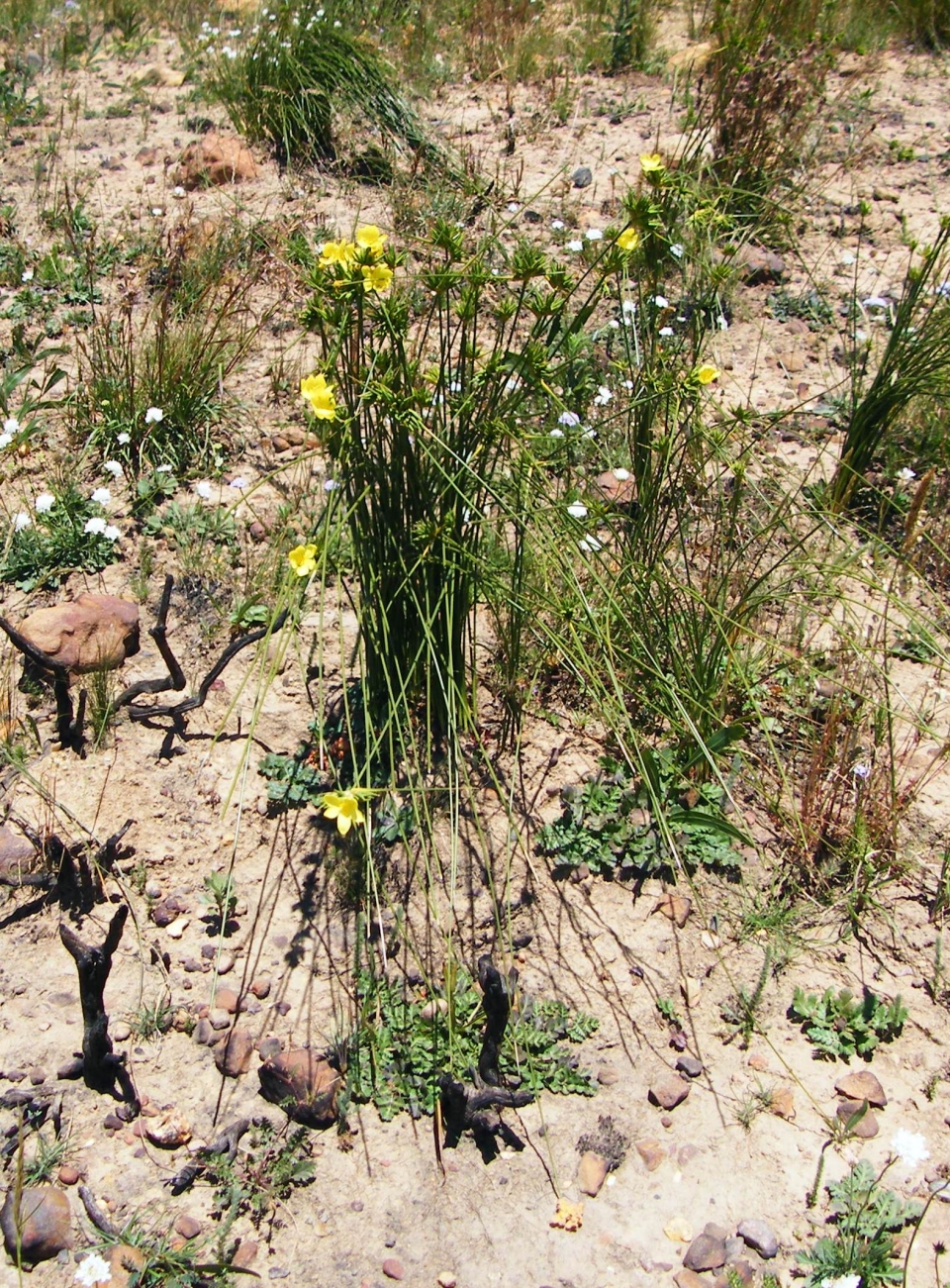 Bobartia indica