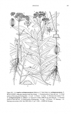 Angelica cartilaginomarginata