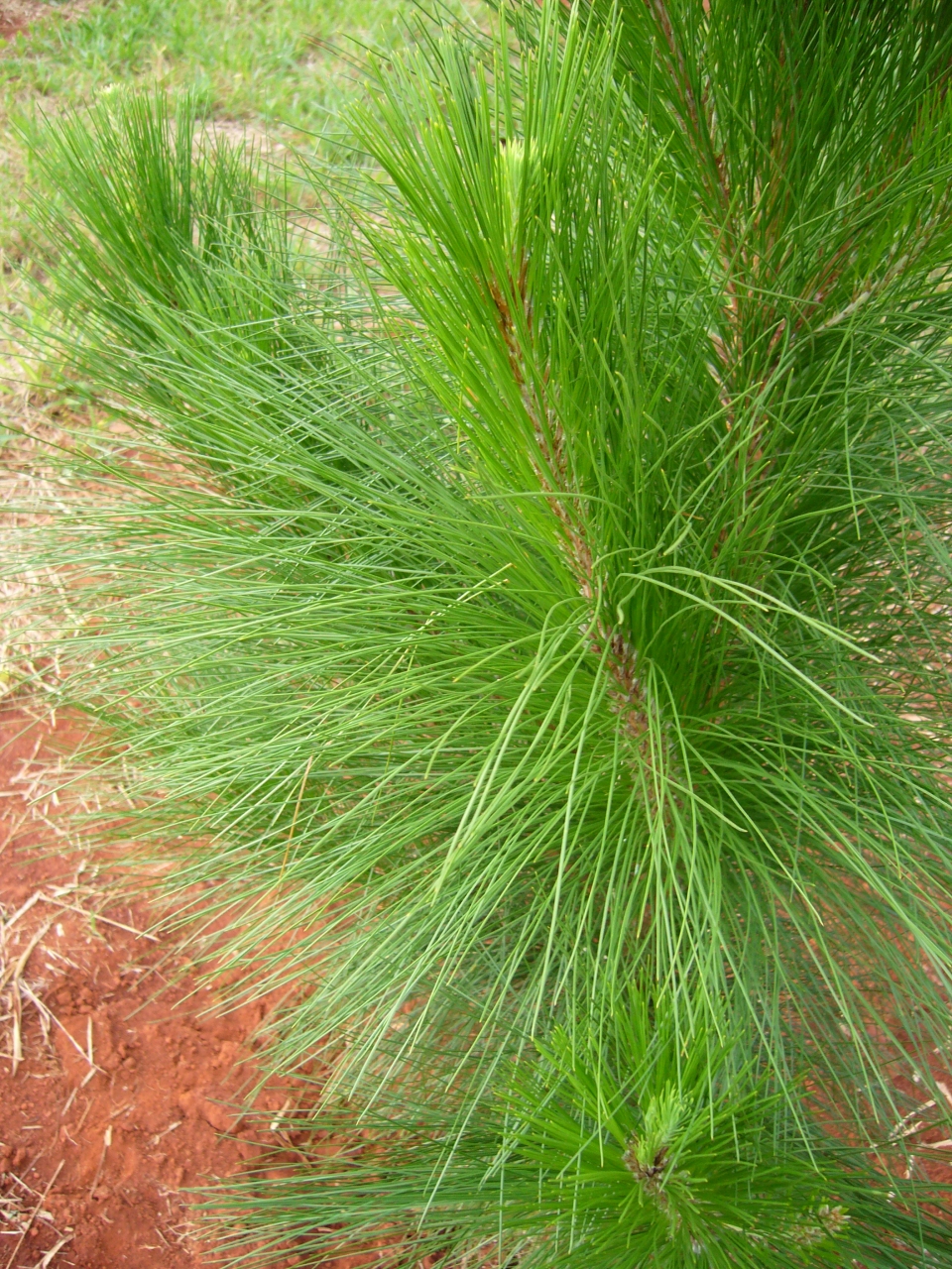 Pinus oocarpa