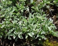 Antennaria dioica