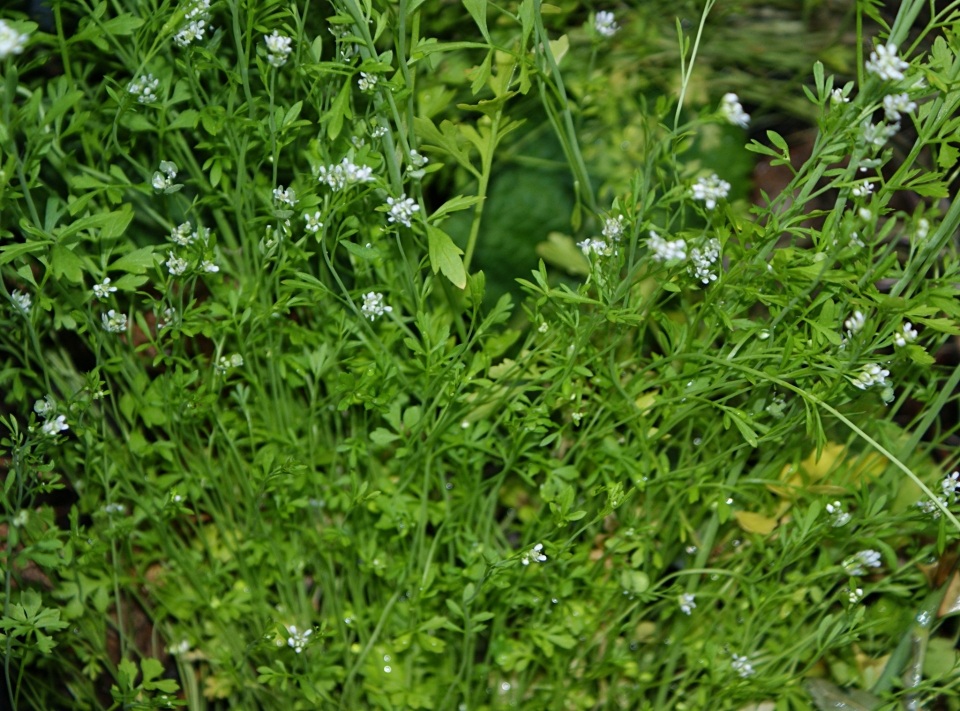 Lepidium sativum