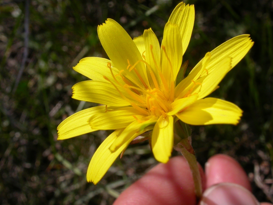 Agoseris glauca