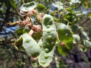 Acacia victoriae