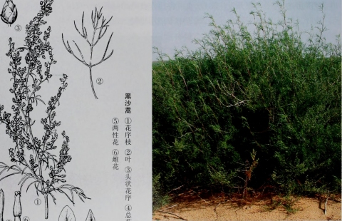 Artemisia ordosica