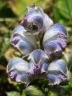 Aconitum rotundifolium