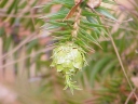 Cunninghamia lanceolata