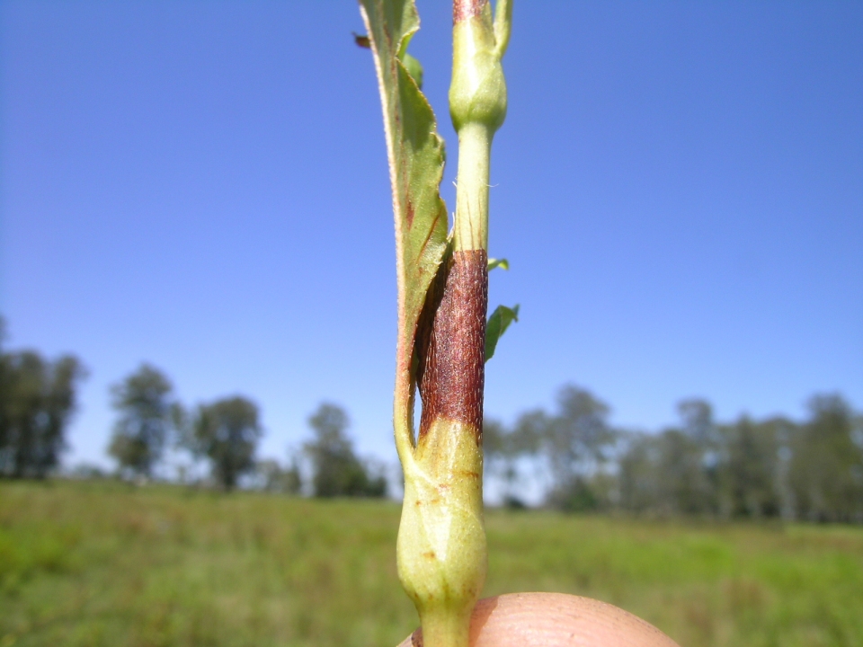 Persicaria hydropiper