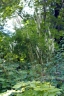 Actaea heracleifolia