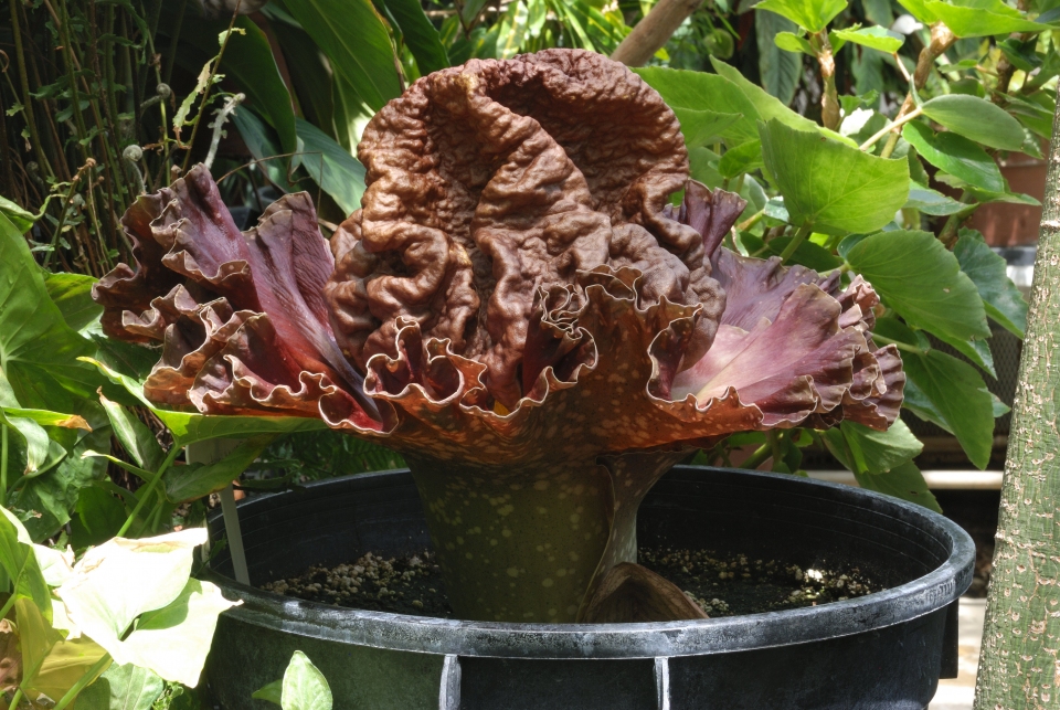 Amorphophallus paeoniifolius