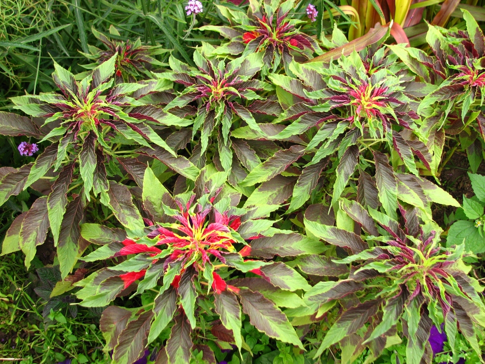 Amaranthus tricolor