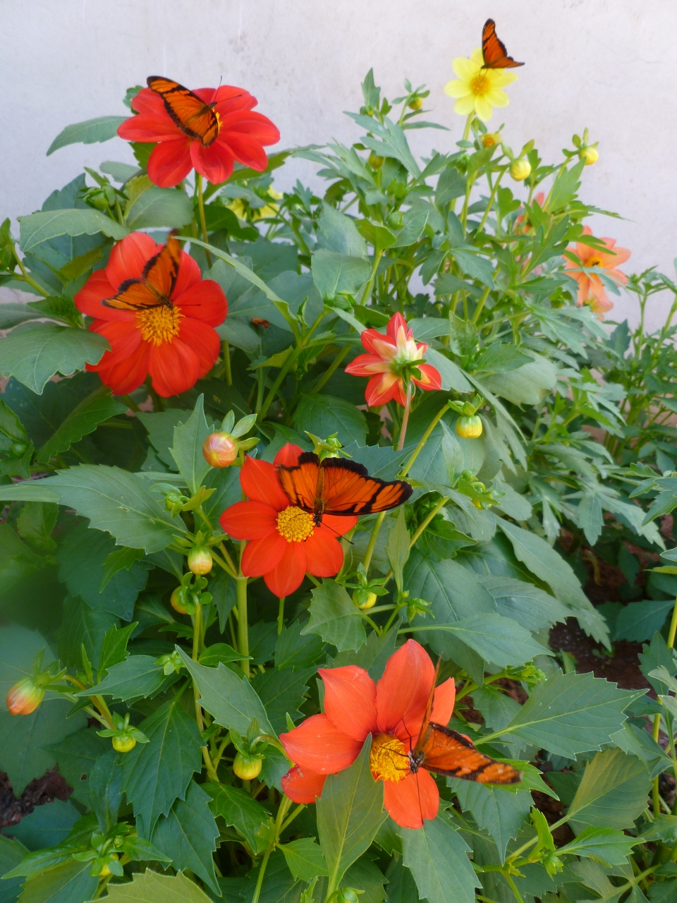 Dahlia pinnata