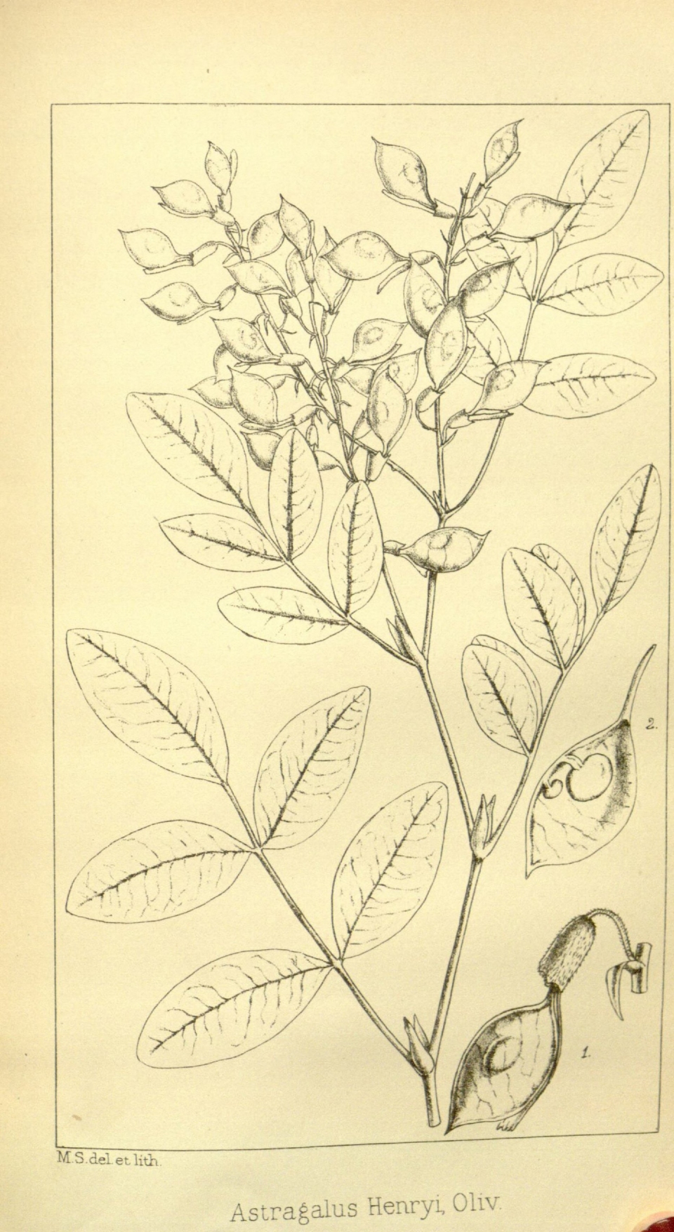 Astragalus henryi