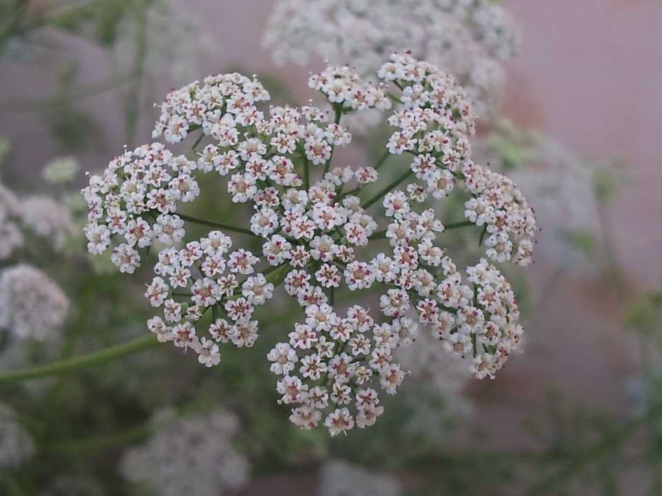 Trachyspermum ammi