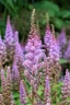 Astilbe rubra