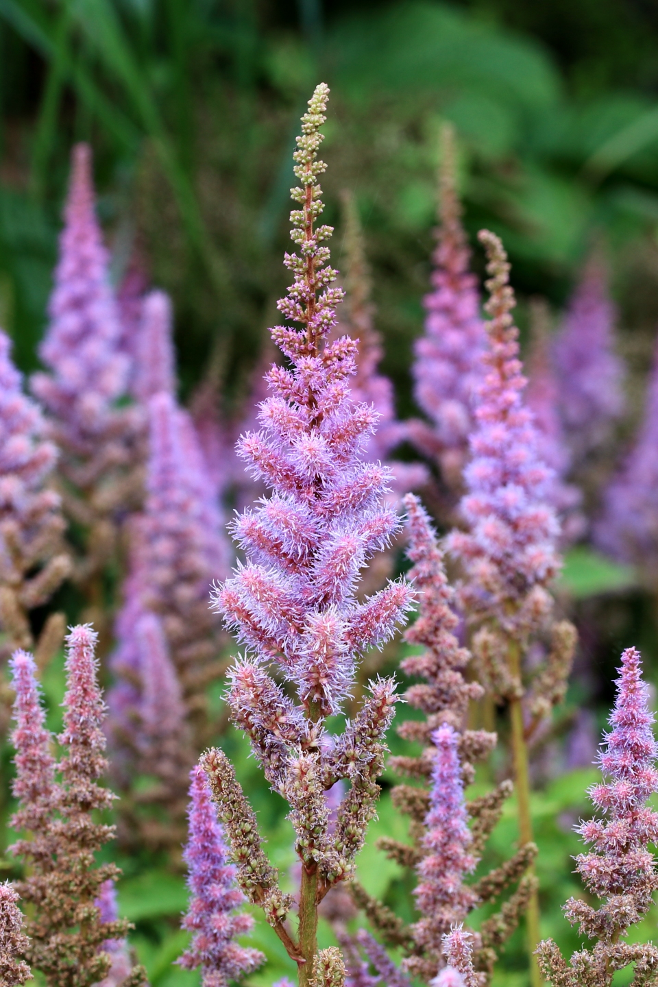 Astilbe rubra