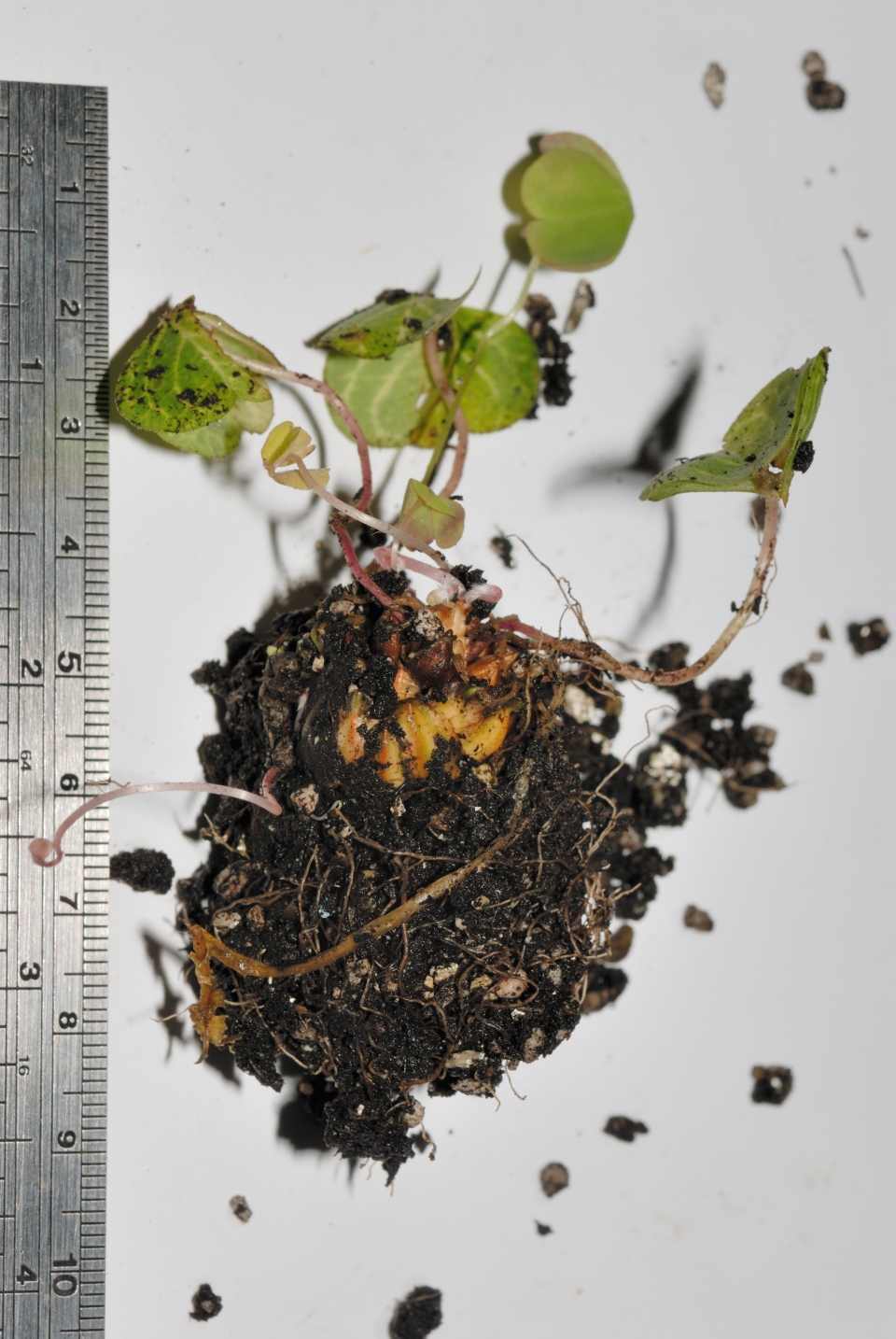 Oxalis corymbosa
