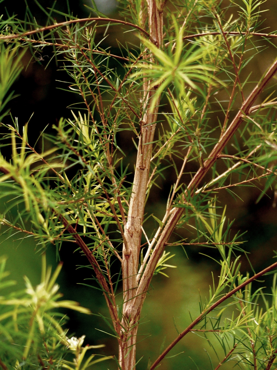 Melaleuca alternifolia