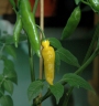 Capsicum baccatum