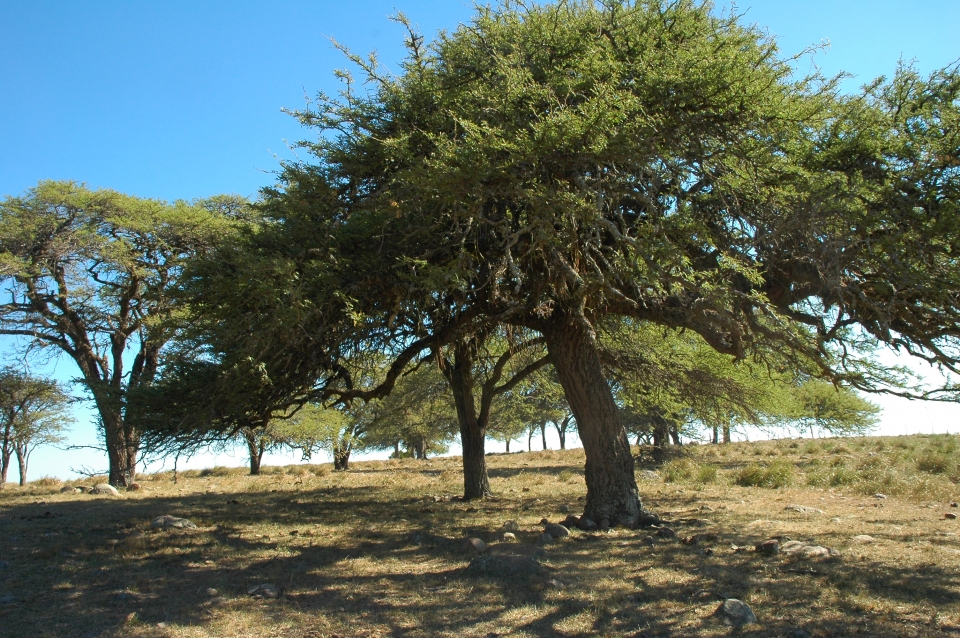 Prosopis affinis